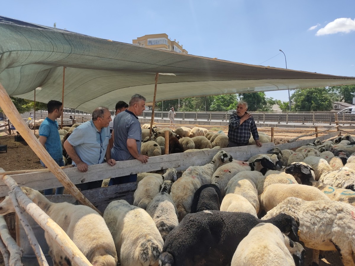 Urfa'da kent merkezine ilk kurbanlıklar gelmeye başladı