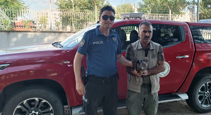 Urfa'da yaralı ve bitkin halde bulunan kızıl şahin tedaviye alındı