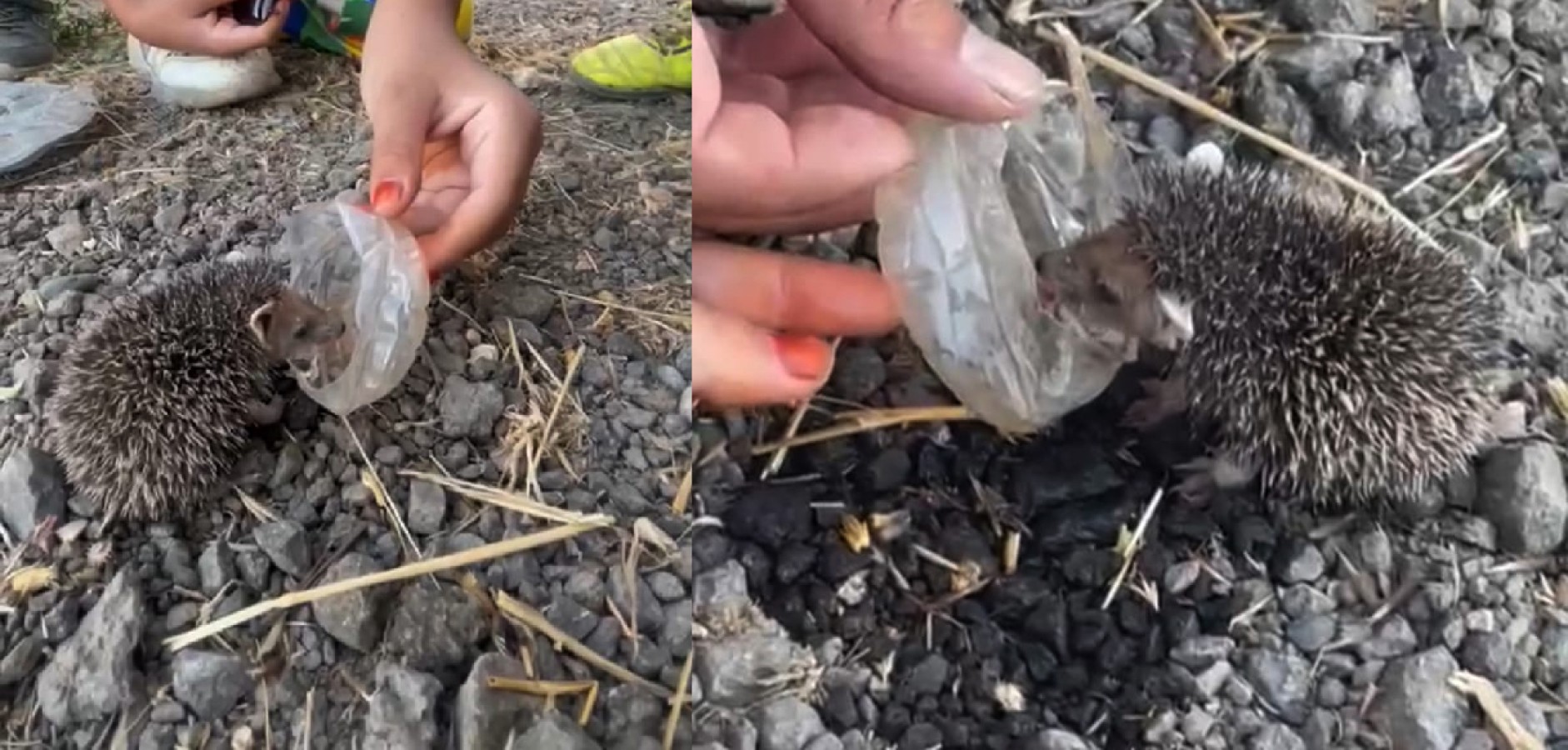 Kavurucu sıcaklar, küçük kirpi ve çocuklar... Günün en güzel videosu