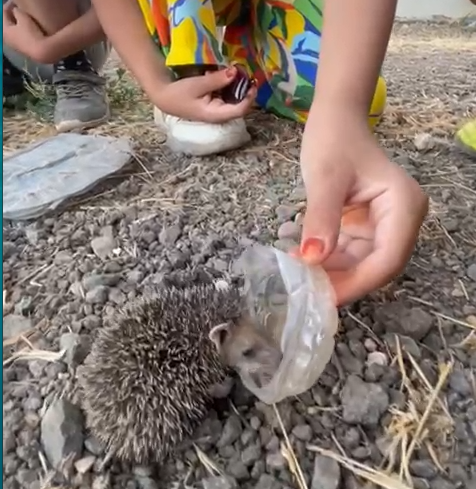 Suruç’ta yavru kirpi sıcaklarda bitkin düştü