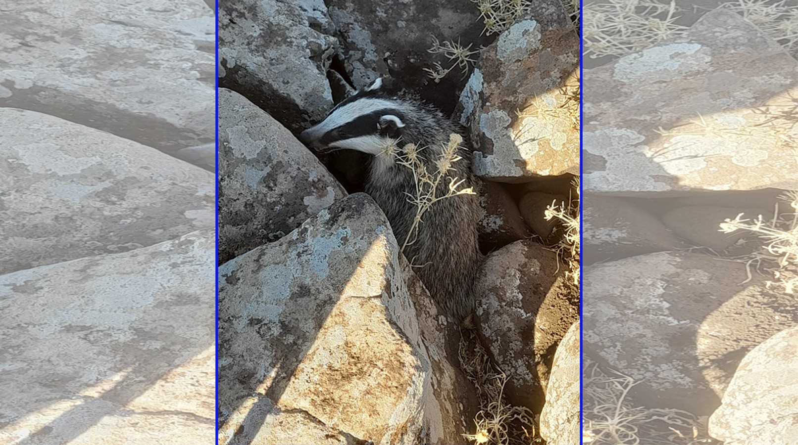 Tedavisi tamamlanan porsuk doğaya salındı