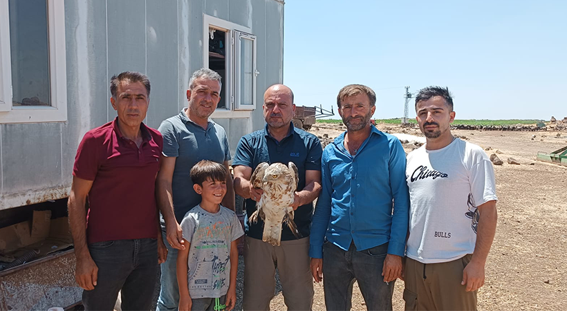 Urfa'da bitkin halde bulunan kartal tedaviye alındı