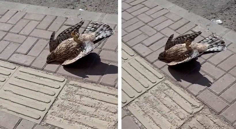 Urfa’da sıcaktan fenalaşan şahinin yardımına vatandaşlar yetişti!