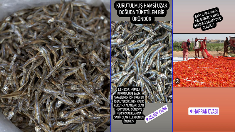 Şanlıurfa hamsi ihracat şampiyonu olabilir mi?;