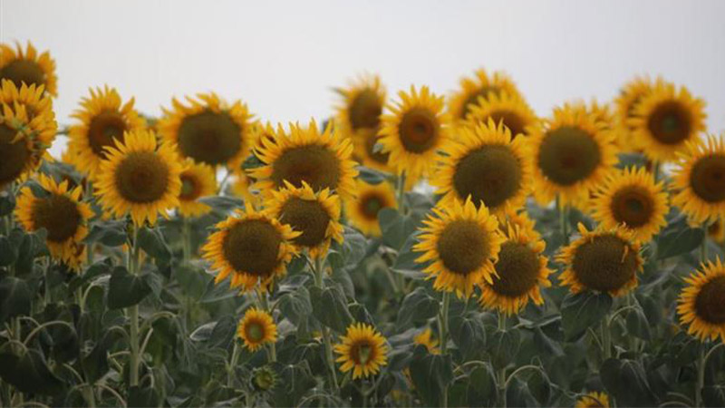 Çiftçilere 5 milyar 93 milyon liralık tarımsal destekleme ödemesine başlandı